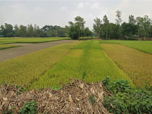 Agricultur Land sale at Nilphamari