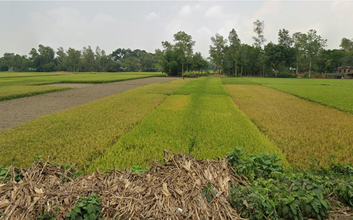 Agricultur Land sale at Nilphamari