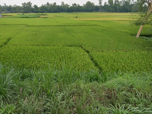 কৃষি জমি বিক্রয় হবে