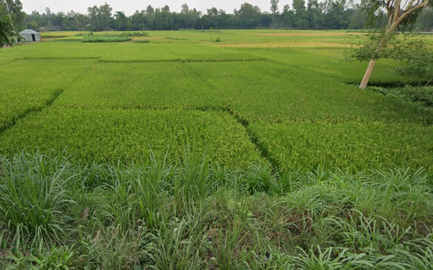 কৃষি জমি বিক্রয় হবে